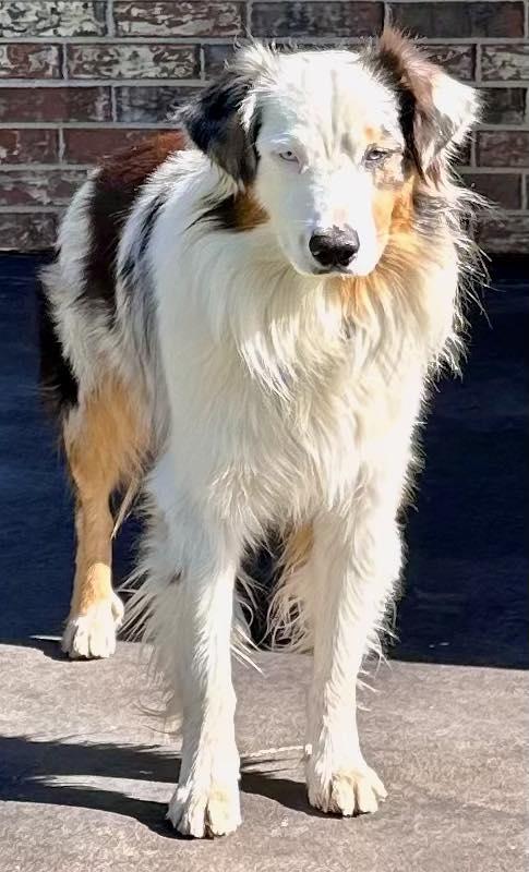 ARPH #14643 - Prince, a Adoptable Australian Shepherd in Bryan, TX image 4/6