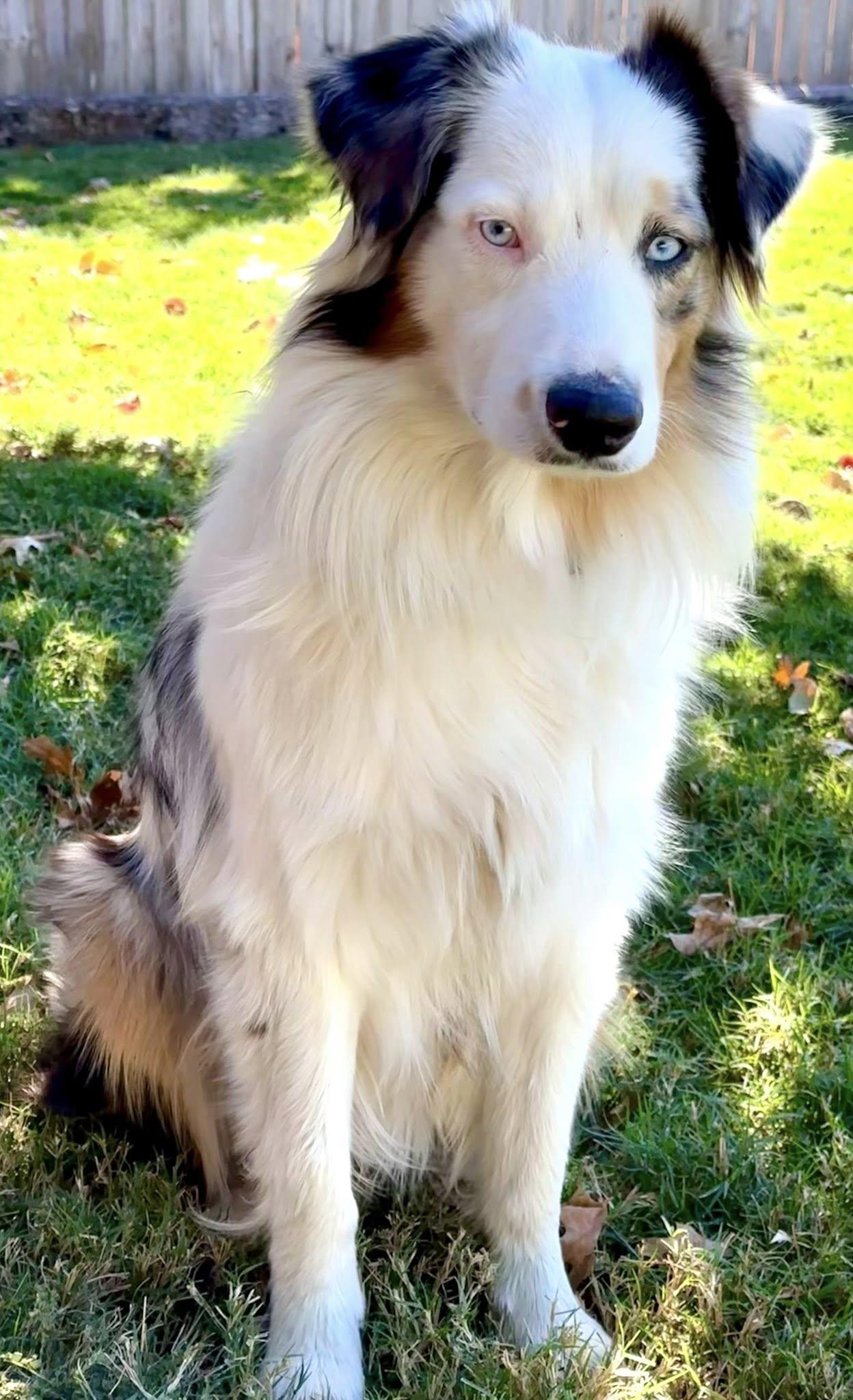 ARPH #14643 - Prince, Adoptable, Adult Male Australian Shepherd.