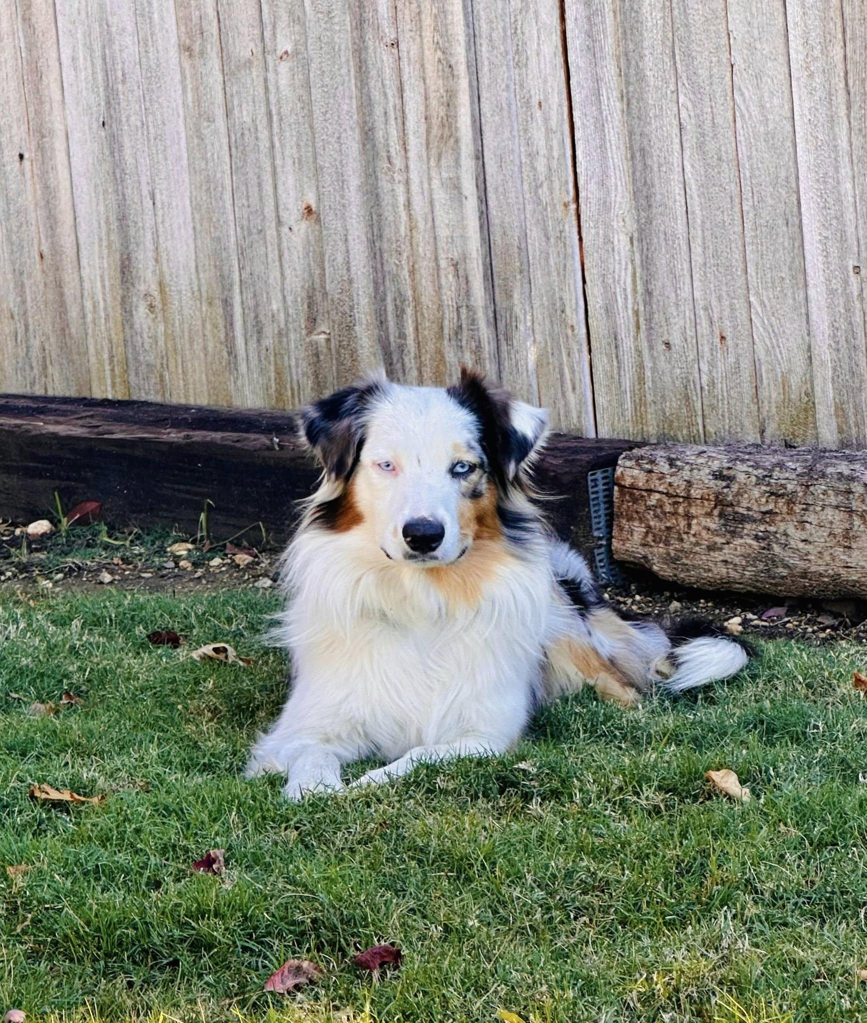 ARPH #14643 - Prince, Adoptable, Adult Male Australian Shepherd.