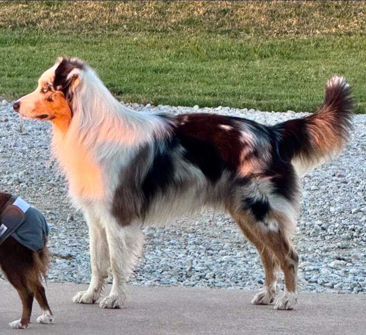 ARPH #14643 - Prince, a Adoptable Australian Shepherd in Bryan, TX image 6/6