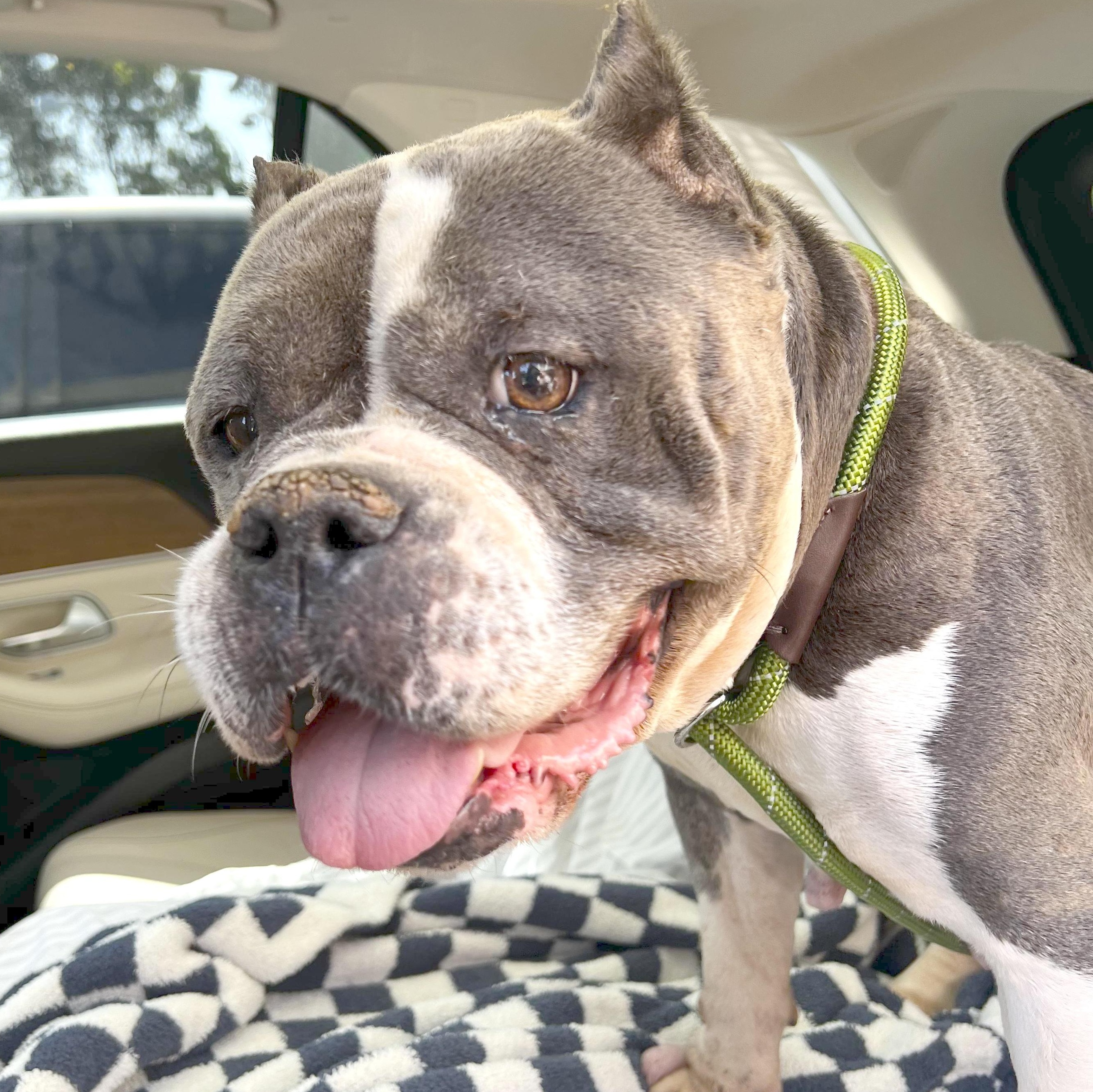 Gladys, ADOPTABLE, Adult Female American Staffordshire Terrier & Pit Bull Terrier.