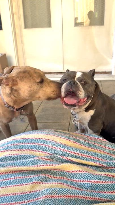 Enlarge Gladys, a ADOPTABLE mixed breed in Sun Valley, CA video 2/6