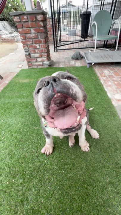Enlarge Gladys, a ADOPTABLE mixed breed in Sun Valley, CA video 5/6