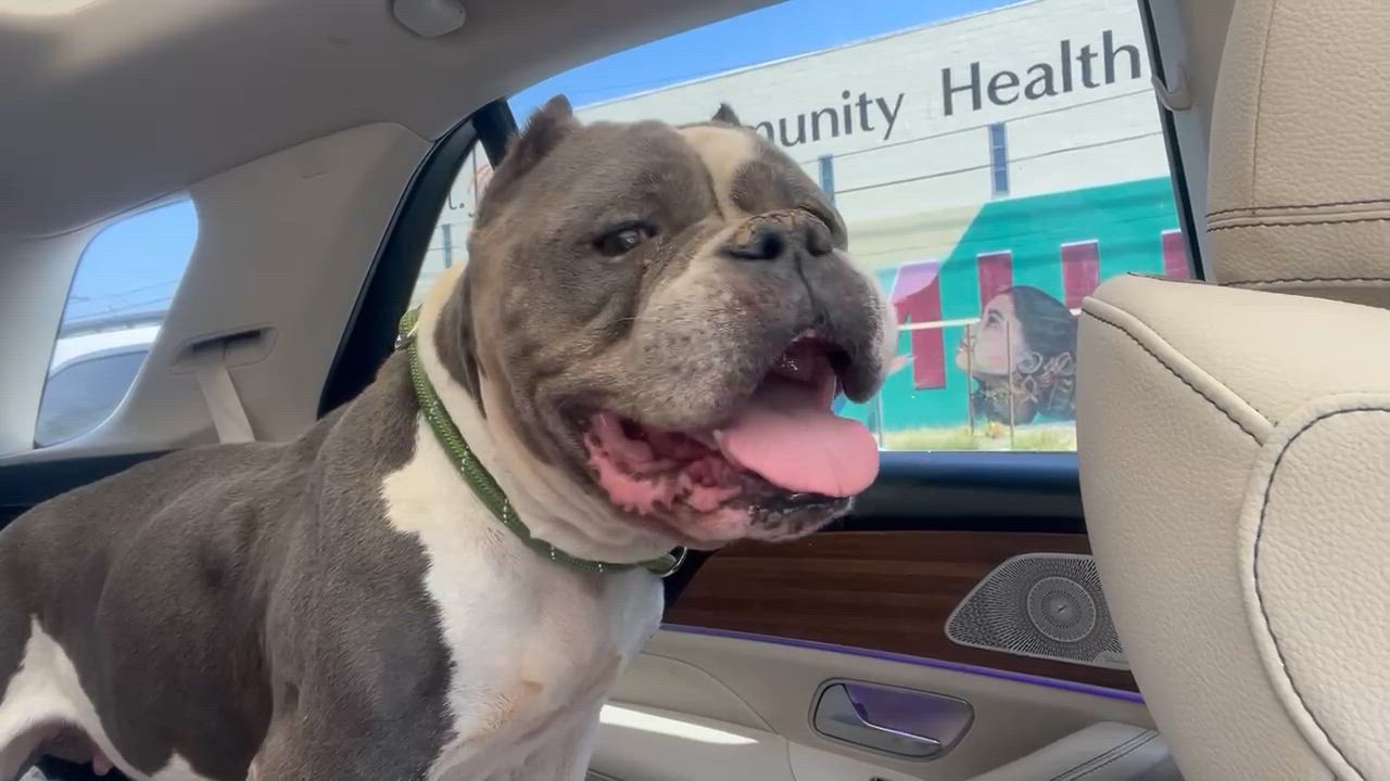 Enlarge Gladys, a ADOPTABLE mixed breed in Sun Valley, CA video 4/6