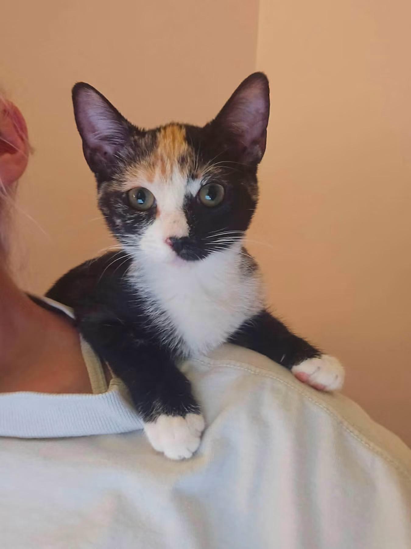 Enlarge Lindy, a Adopted Domestic Short Hair in Highland, NY image 1/1
