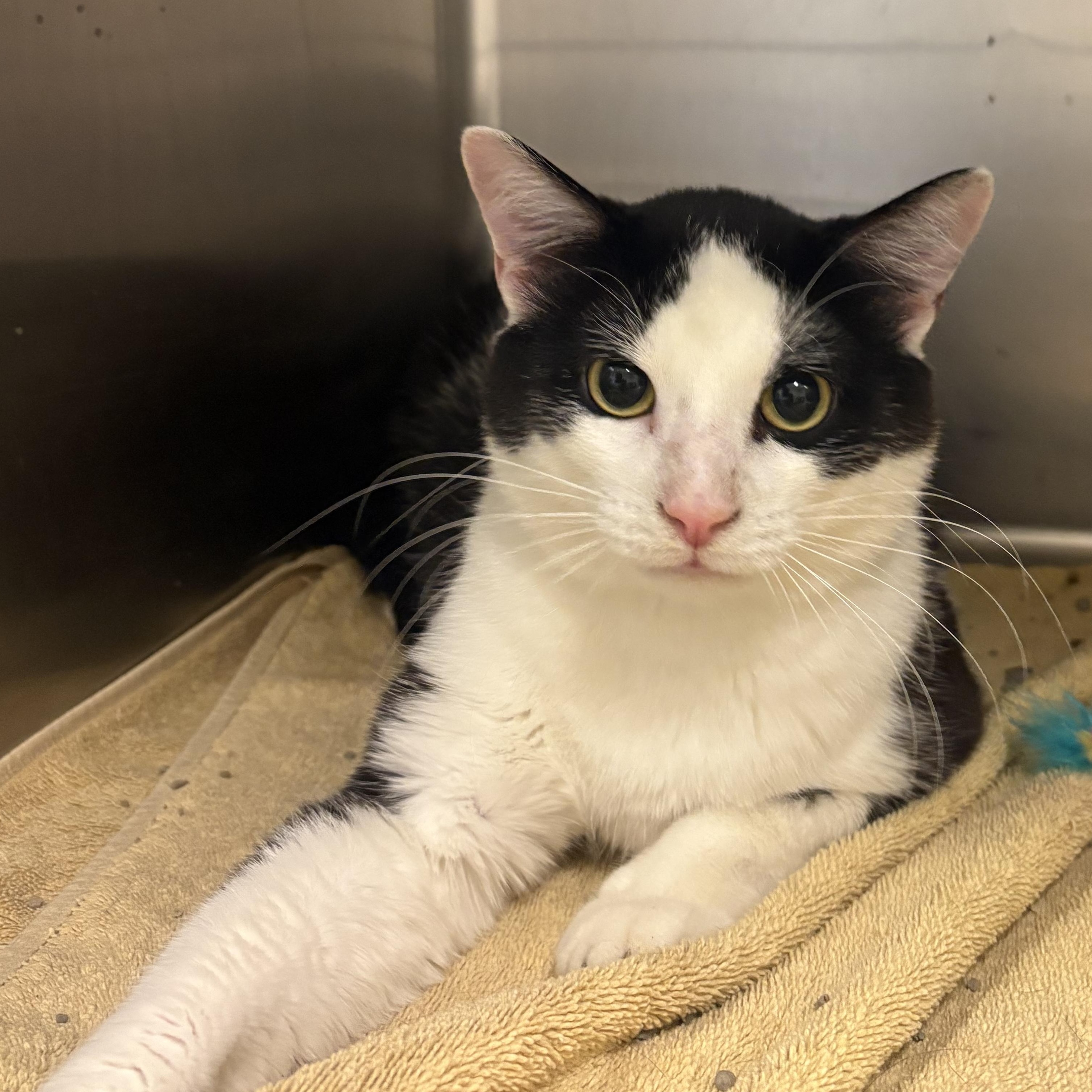 Eggs, a ADOPTABLE Domestic Short Hair in Saint Charles, MO image 2/2