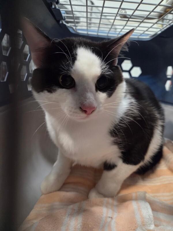 Eggs, a ADOPTABLE Domestic Short Hair in Saint Charles, MO image 1/2