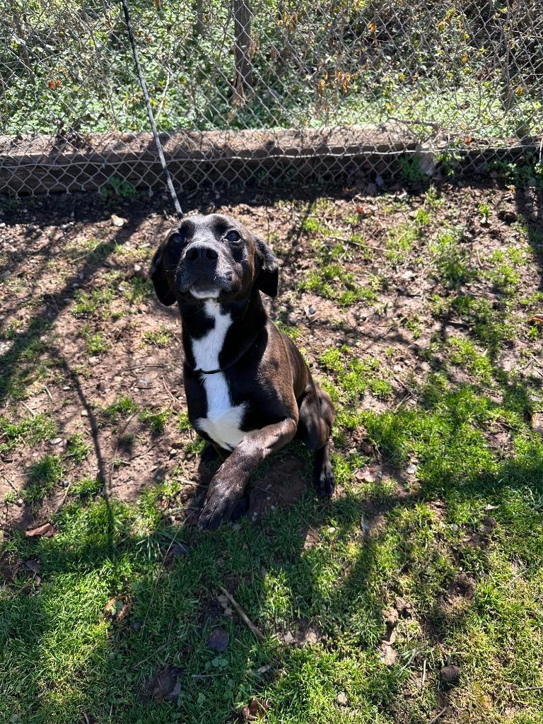 Azriel, Adoptable, Adult Male Labrador Retriever & Mixed Breed.