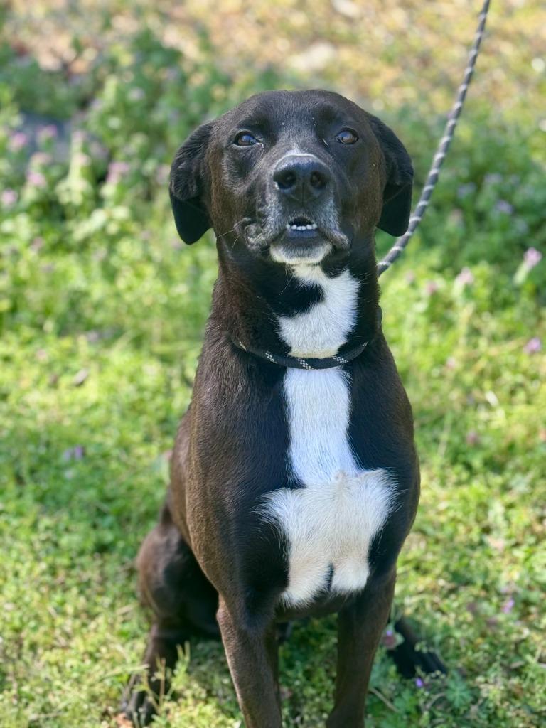 Azriel, Adoptable, Adult Male Labrador Retriever & Mixed Breed.