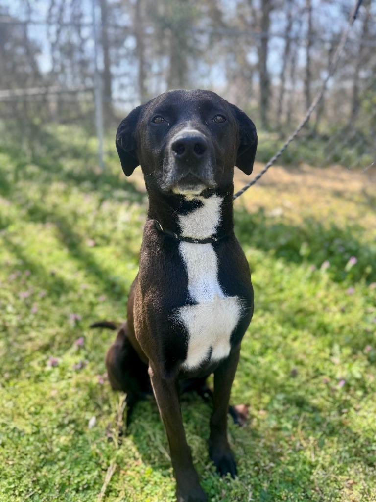 Enlarge Azriel, a Adoptable mixed breed in Russellville, KY image 3/4