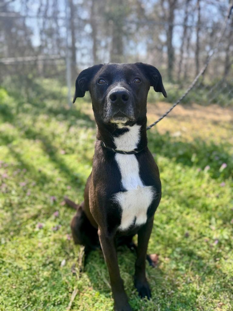 Enlarge Azriel, a Adoptable mixed breed in Russellville, KY image 4/4