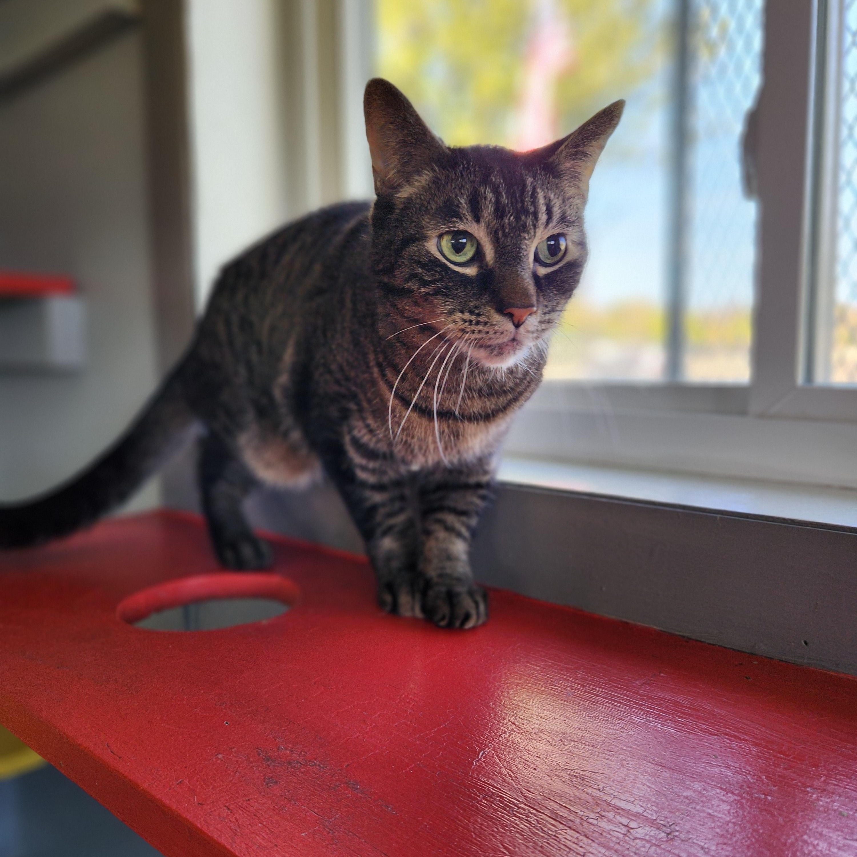Ty, an adoptable Domestic Short Hair in Waupun, WI, 53963 | Photo Image 1