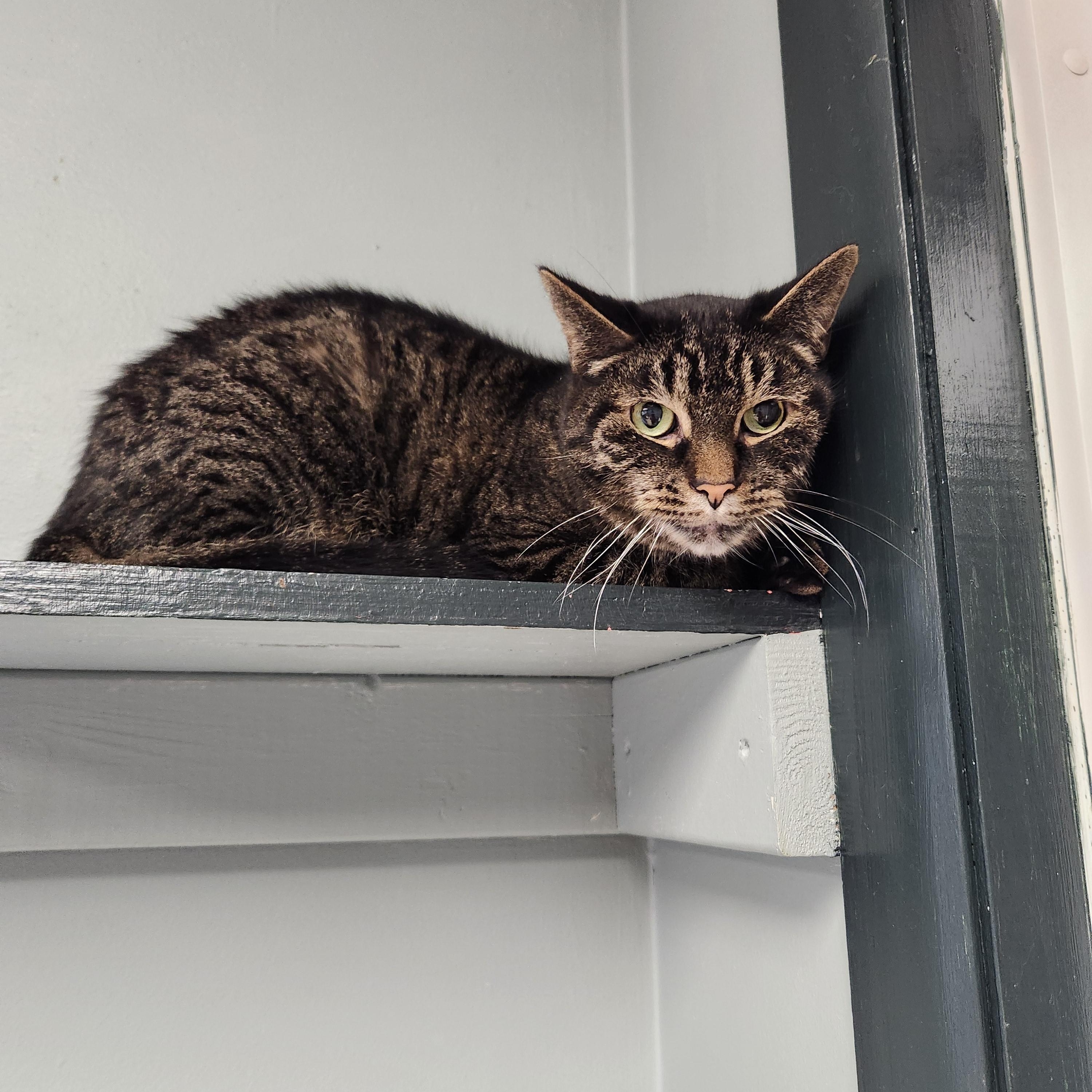 Ty, an adoptable Domestic Short Hair in Waupun, WI, 53963 | Photo Image 2