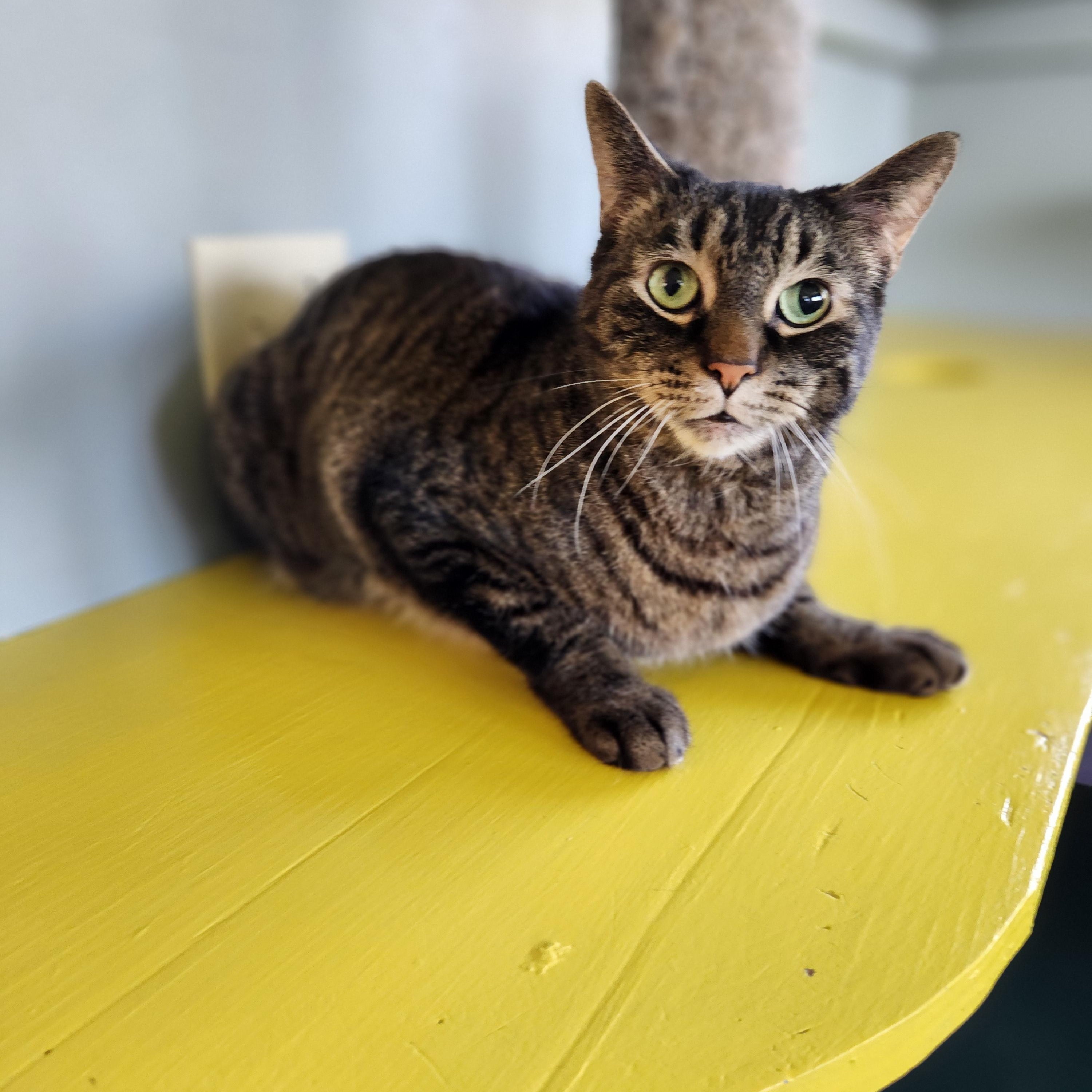 Ty, an adoptable Domestic Short Hair in Waupun, WI, 53963 | Photo Image 3