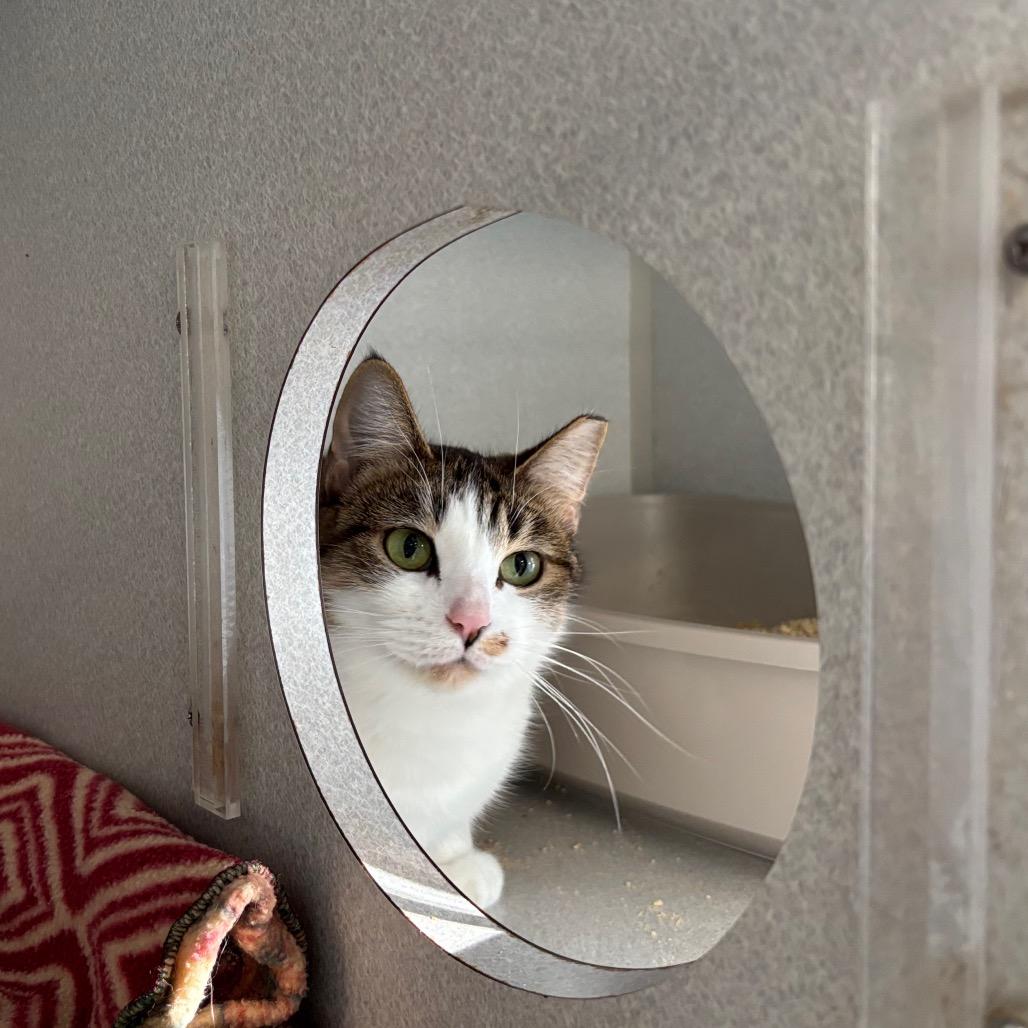 Enlarge Princess Glitter Sparkles, a Adoptable Domestic Short Hair in Davenport, IA image 1/6