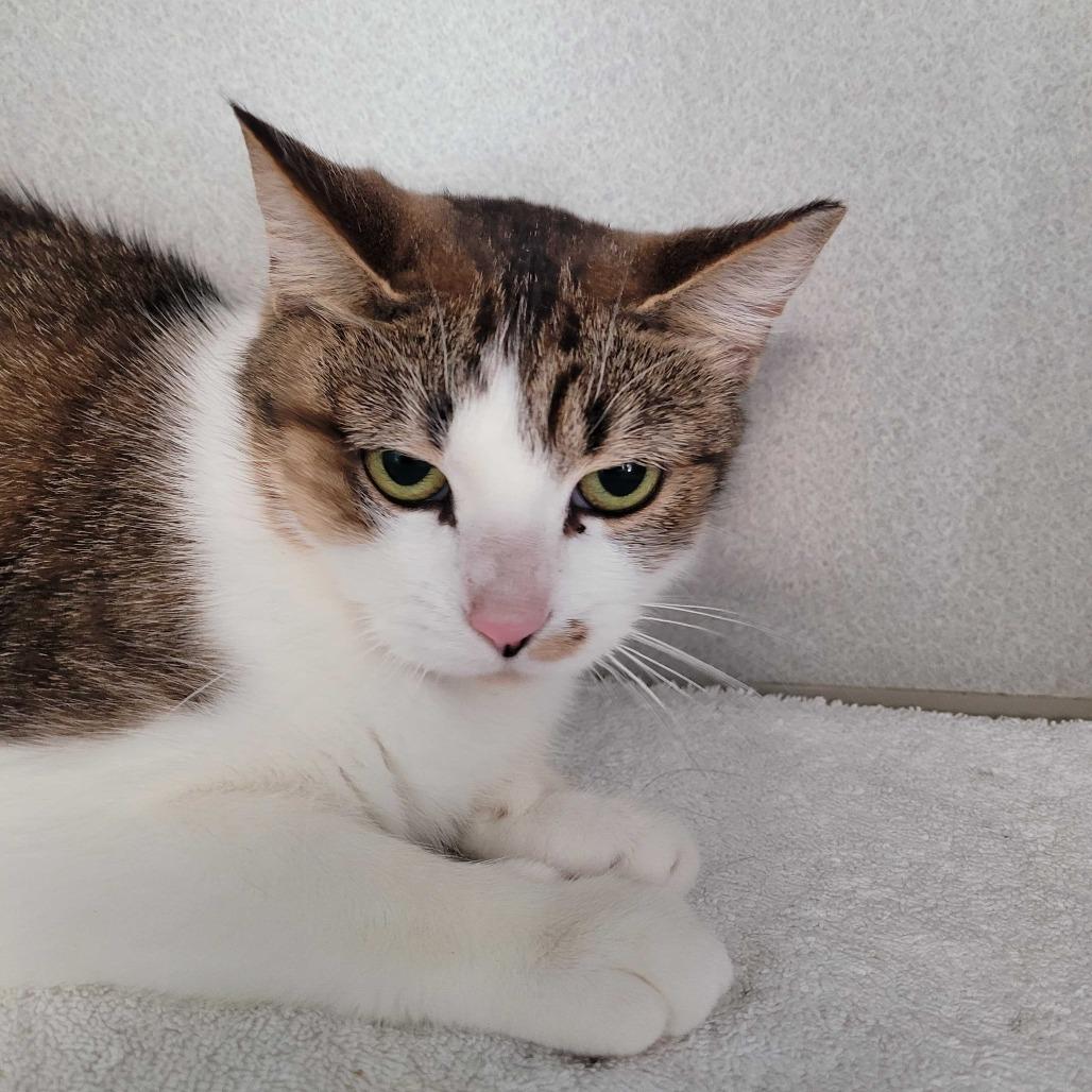 Enlarge Princess Glitter Sparkles, a Adoptable Domestic Short Hair in Davenport, IA image 2/6