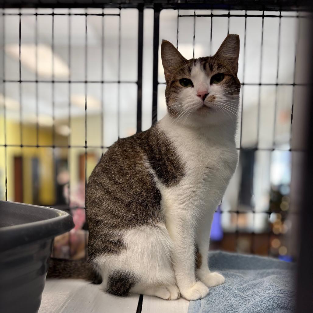 Enlarge Princess Glitter Sparkles, a Adoptable Domestic Short Hair in Davenport, IA image 3/6