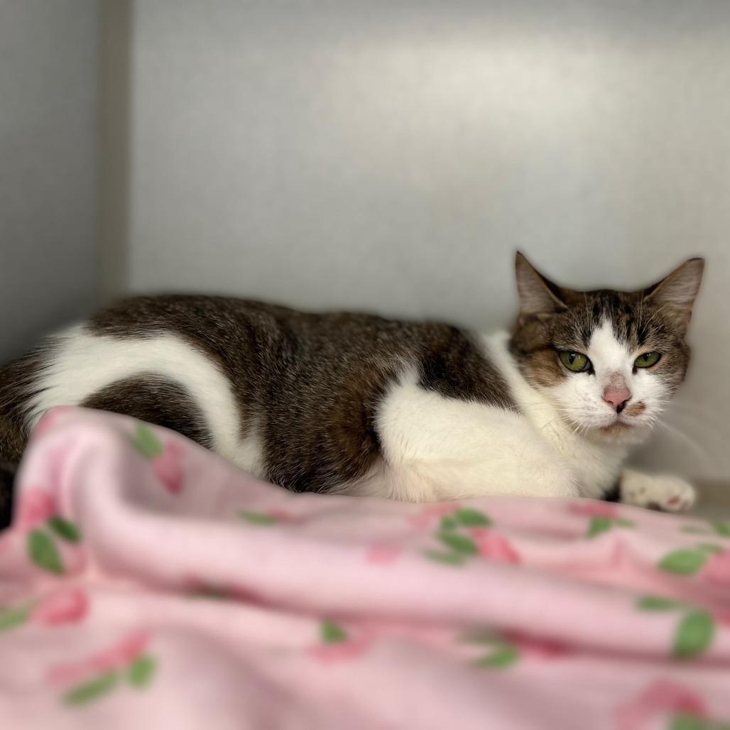 Enlarge Princess Glitter Sparkles, a Adoptable Domestic Short Hair in Davenport, IA image 4/6