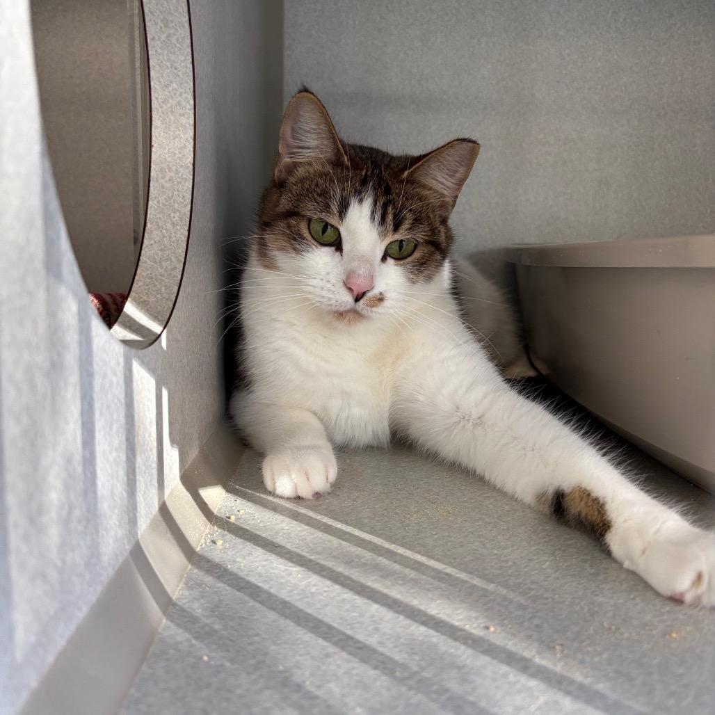 Enlarge Princess Glitter Sparkles, a Adoptable Domestic Short Hair in Davenport, IA image 4/6