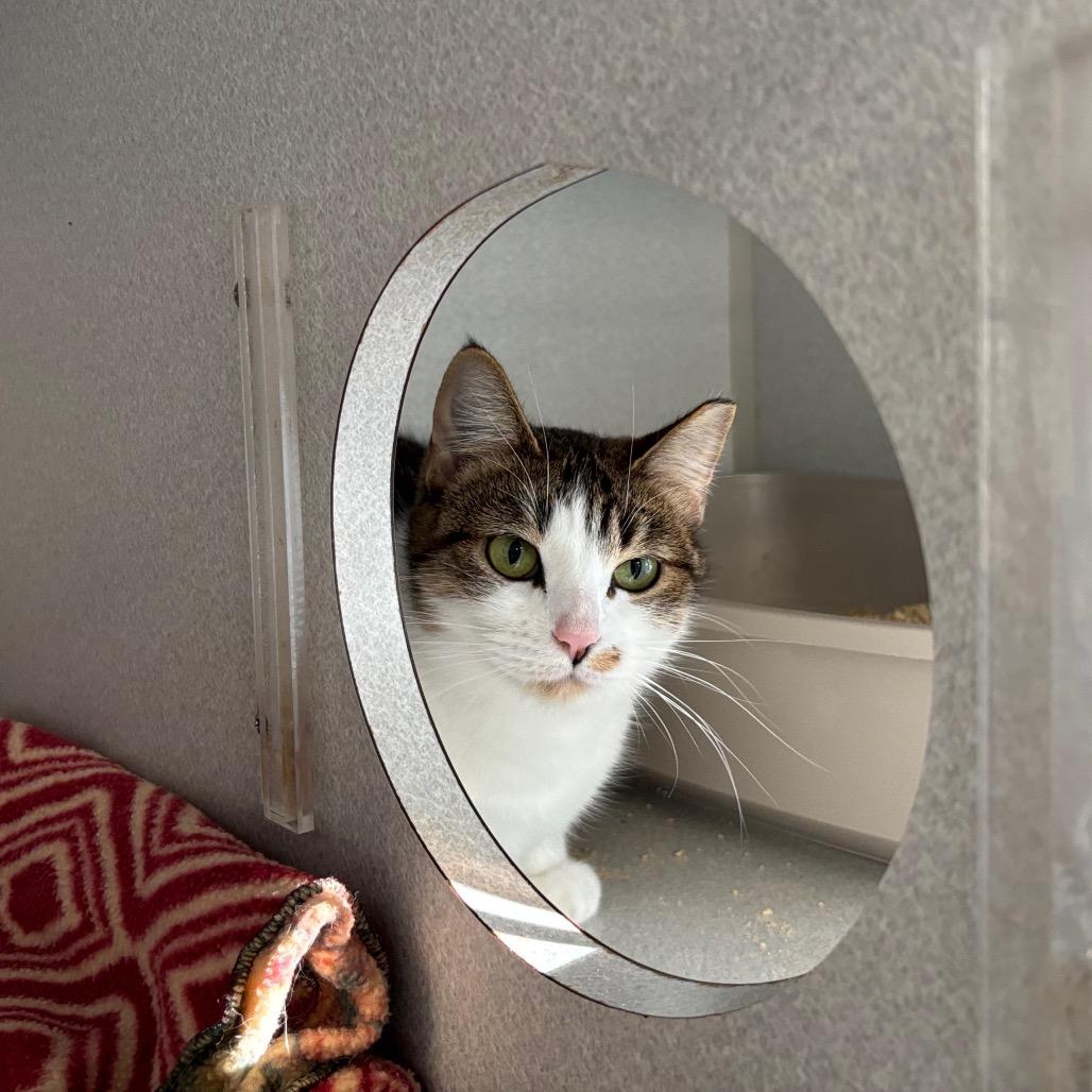 Enlarge Princess Glitter Sparkles, a Adoptable Domestic Short Hair in Davenport, IA image 5/6