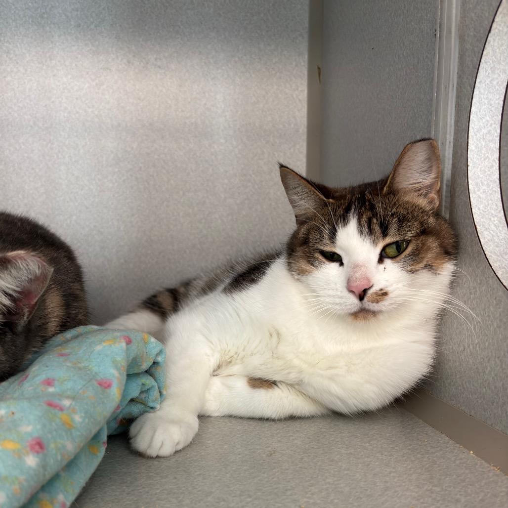 Enlarge Princess Glitter Sparkles, a Adoptable Domestic Short Hair in Davenport, IA image 6/6