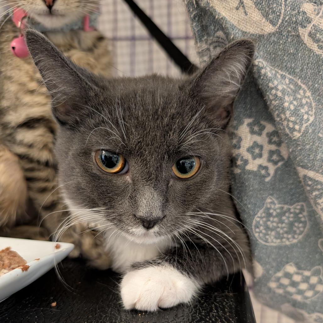 Enlarge Mr Angus Monkey, a Adoptable Domestic Short Hair in South Haven, MI image 1/2