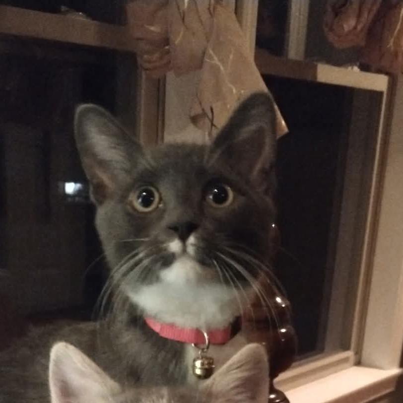 Enlarge Mr Angus Monkey, a Adoptable Domestic Short Hair in South Haven, MI image 2/2