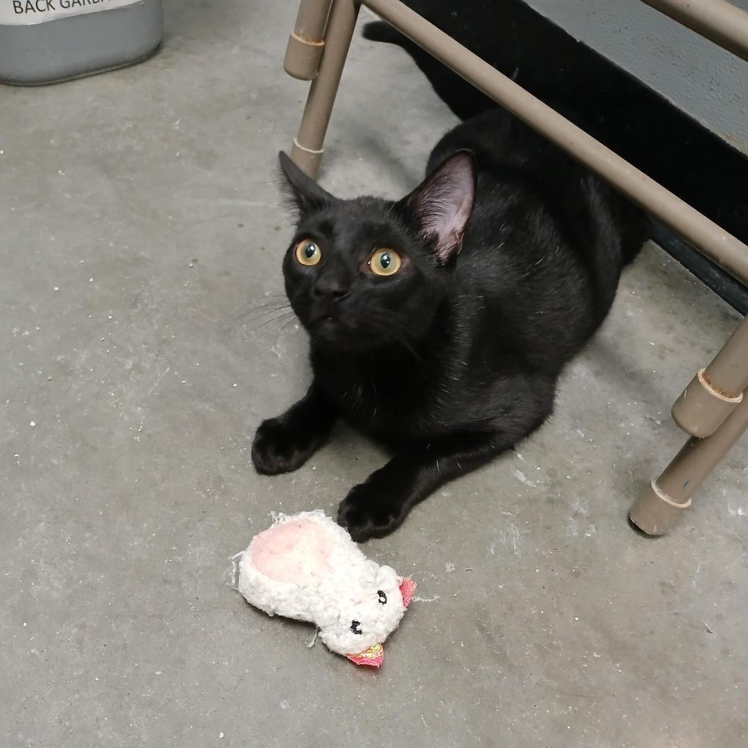 Silas, Adoptable, Kitten Male Domestic Short Hair.