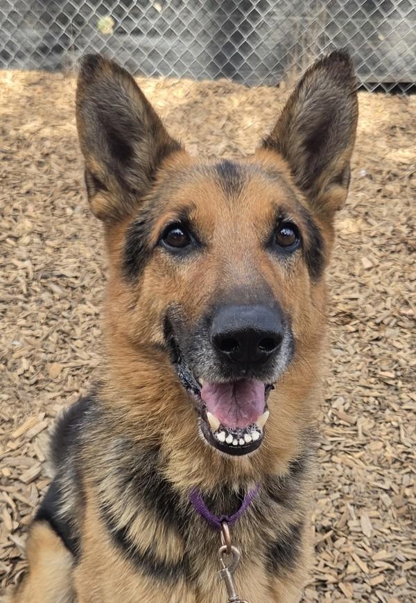 Kylo, Adoptable, Adult Male German Shepherd Dog.