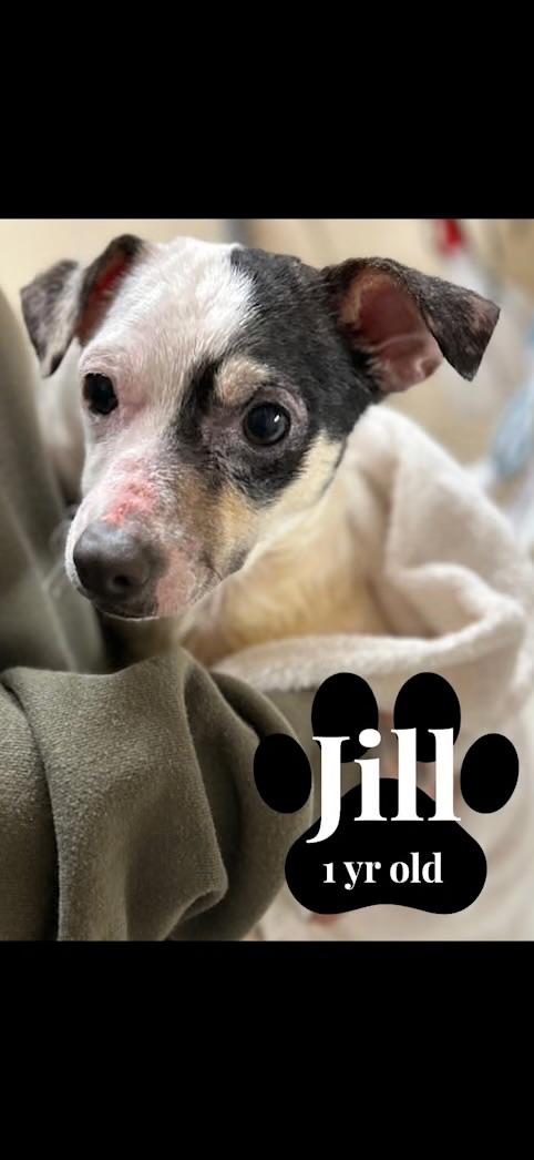 Jill, adopted, Young Female Chihuahua & Miniature Pinscher.