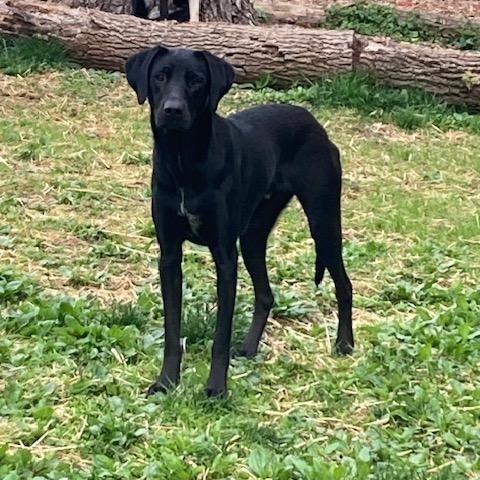 Emre, Baby Male Labrador Retriever