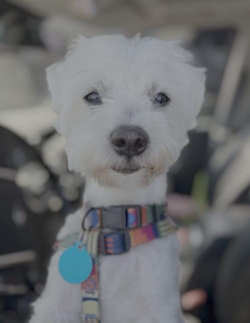 Alexander, Adoptable, Adult Male Maltese.