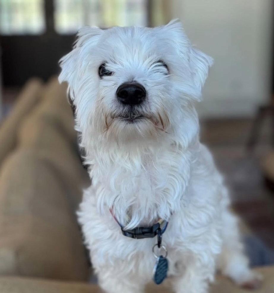 Alexander, Adoptable, Adult Male Maltese.