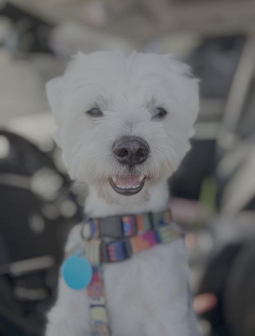 Enlarge Alexander, a Adoptable Maltese in Seattle, WA image 2/3