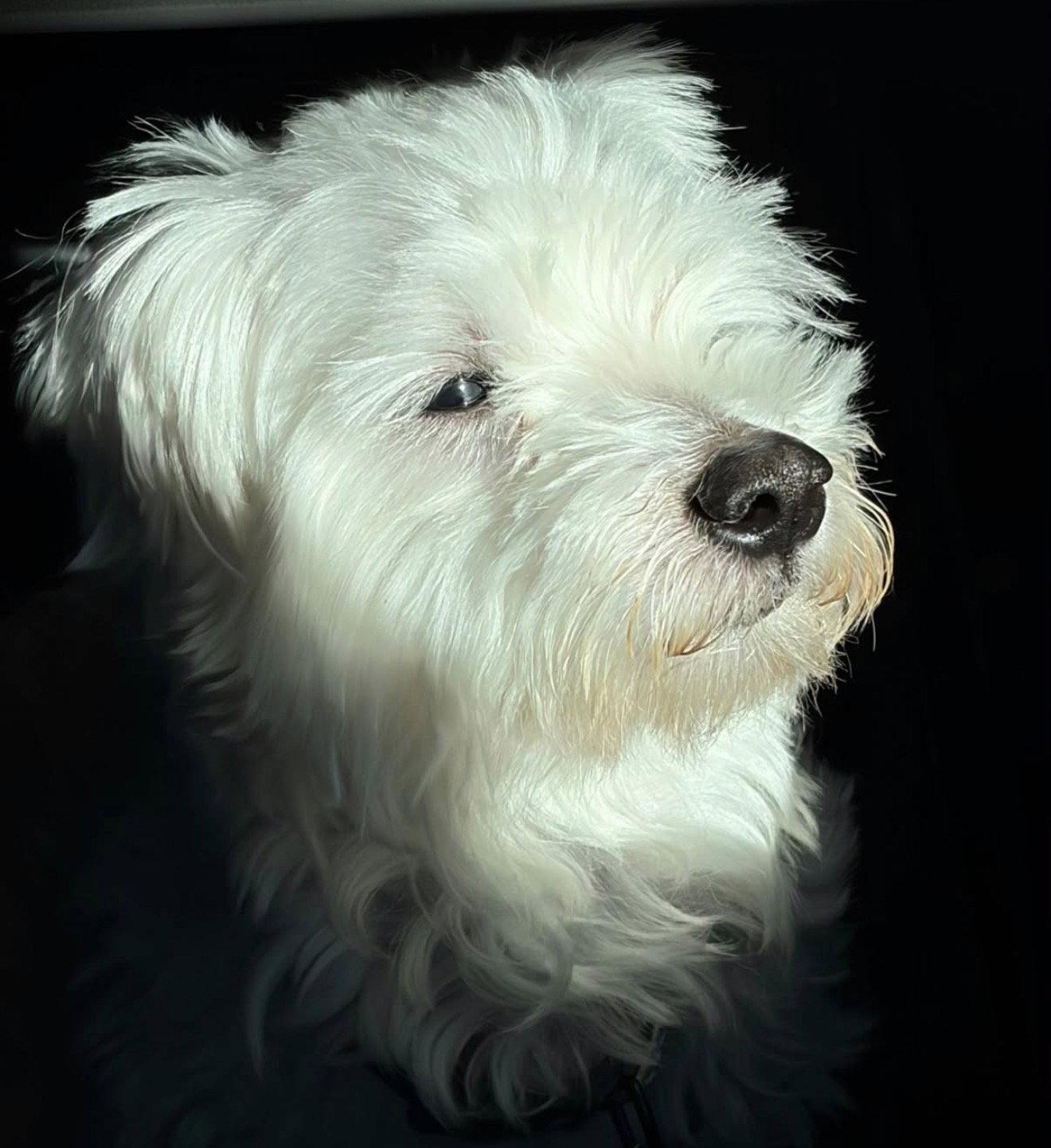 Alexander, a Adoptable Maltese in Seattle, WA image 2/3