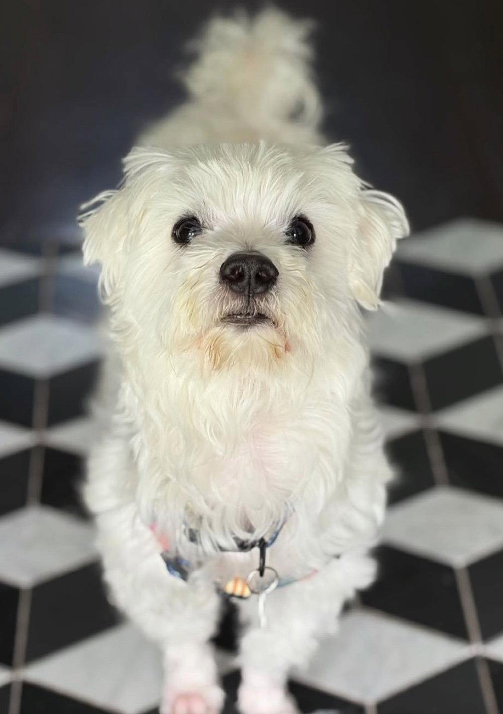 Alexander, a Adoptable Maltese in Seattle, WA image 3/3