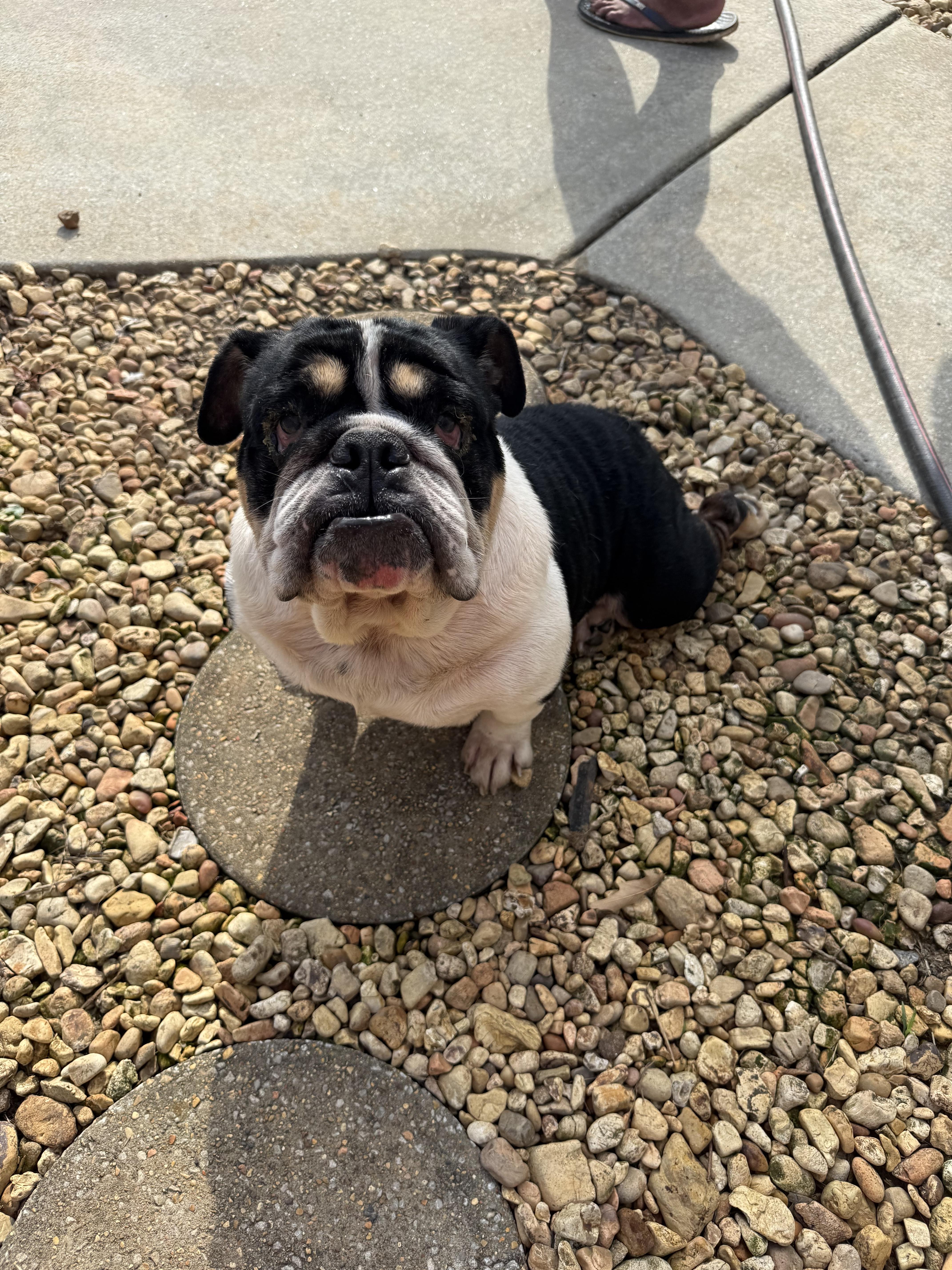 Wilma, a ADOPTABLE English Bulldog in Hartselle, AL image 1/4