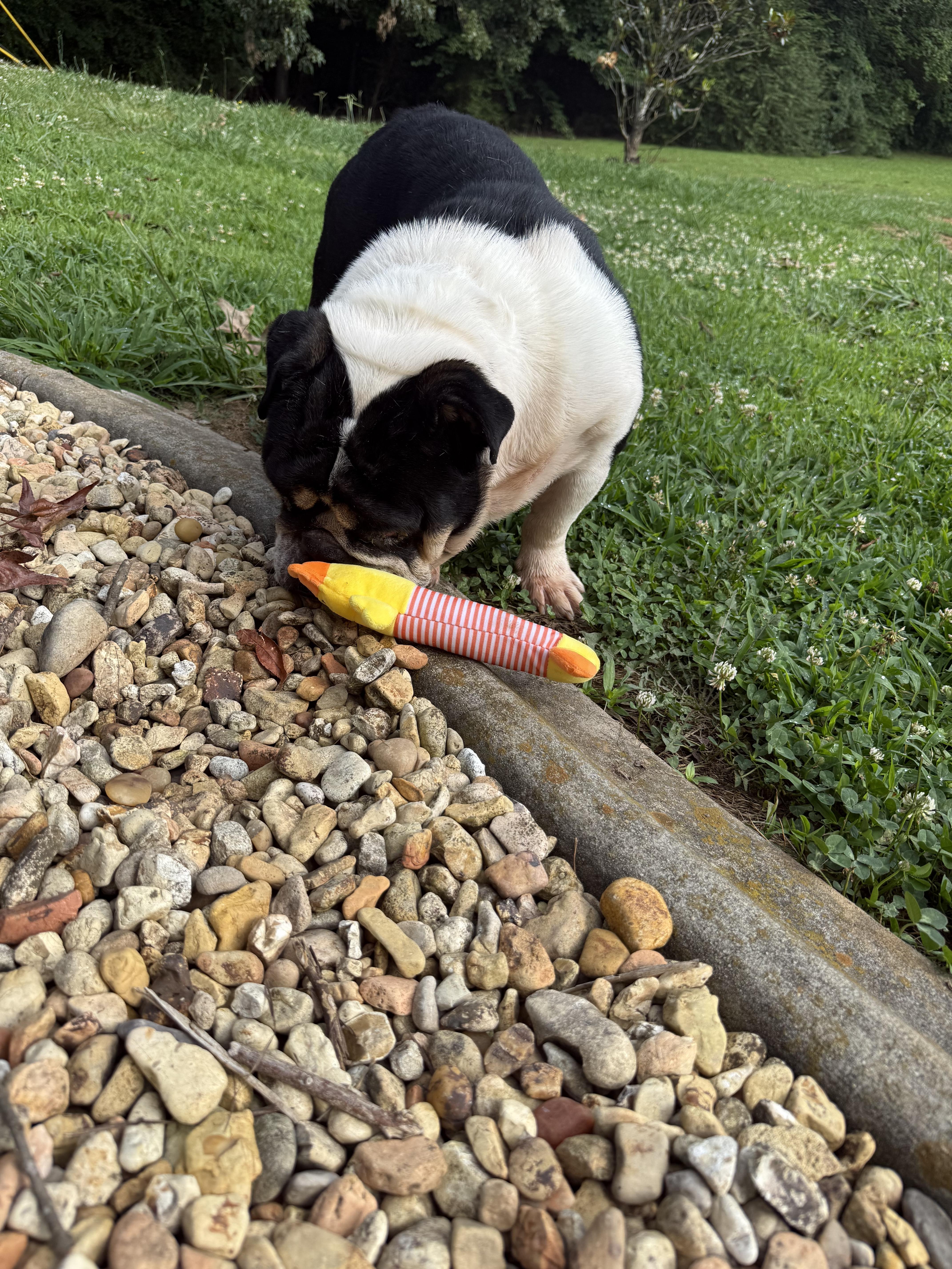 Wilma, a ADOPTABLE English Bulldog in Hartselle, AL image 4/4