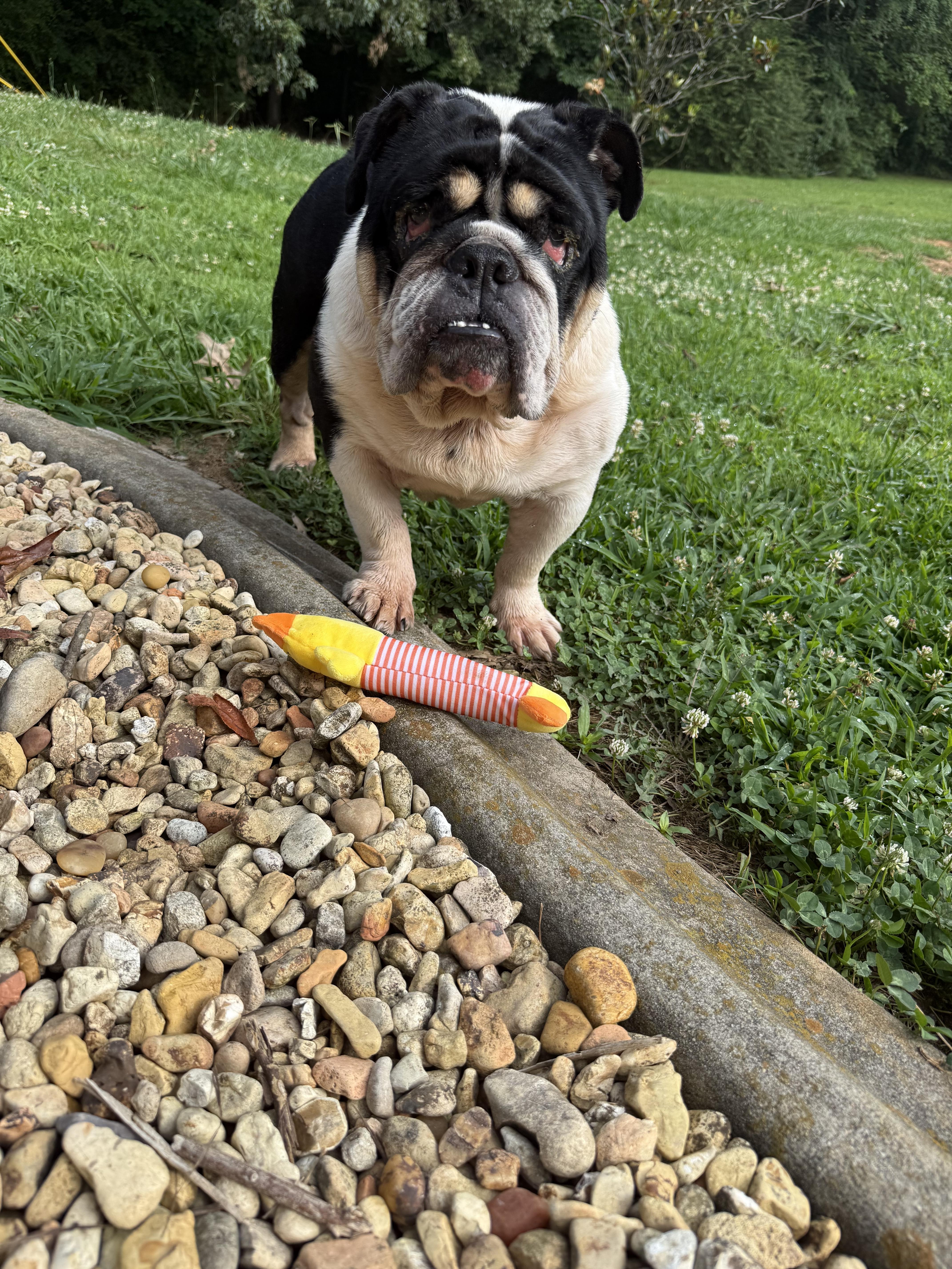 Wilma, a ADOPTABLE English Bulldog in Hartselle, AL image 2/4