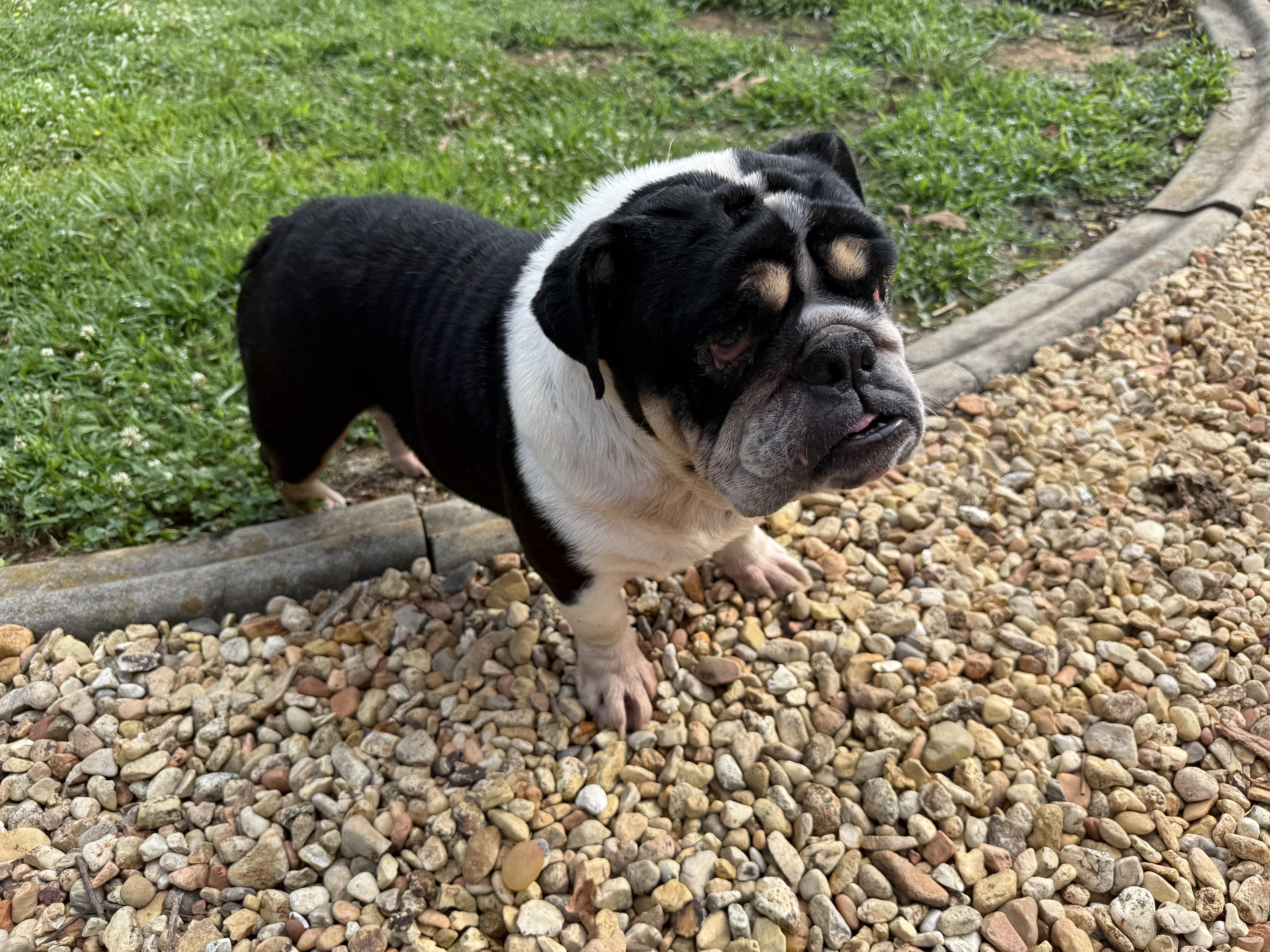 Wilma, a ADOPTABLE English Bulldog in Hartselle, AL image 3/4