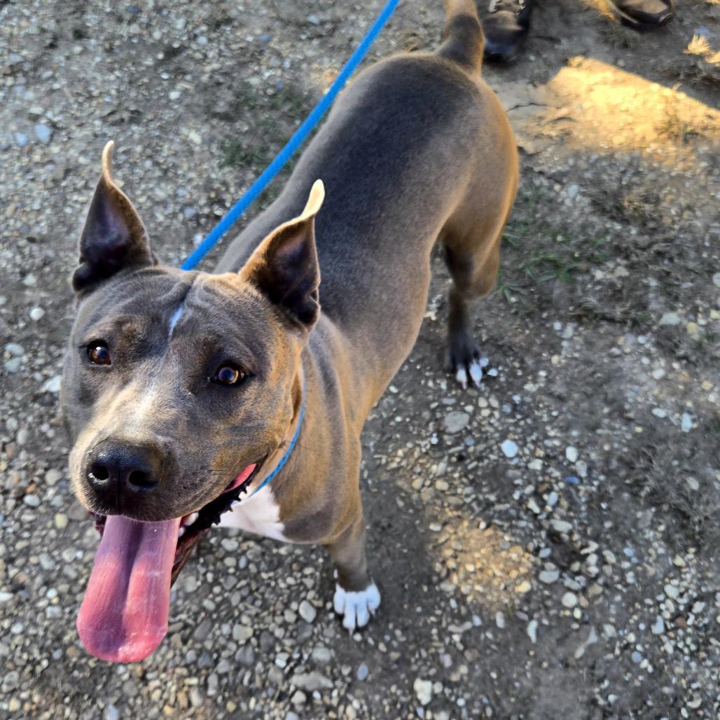Piper, a Adoptable Pit Bull Terrier in Tylertown, MS image 1/3