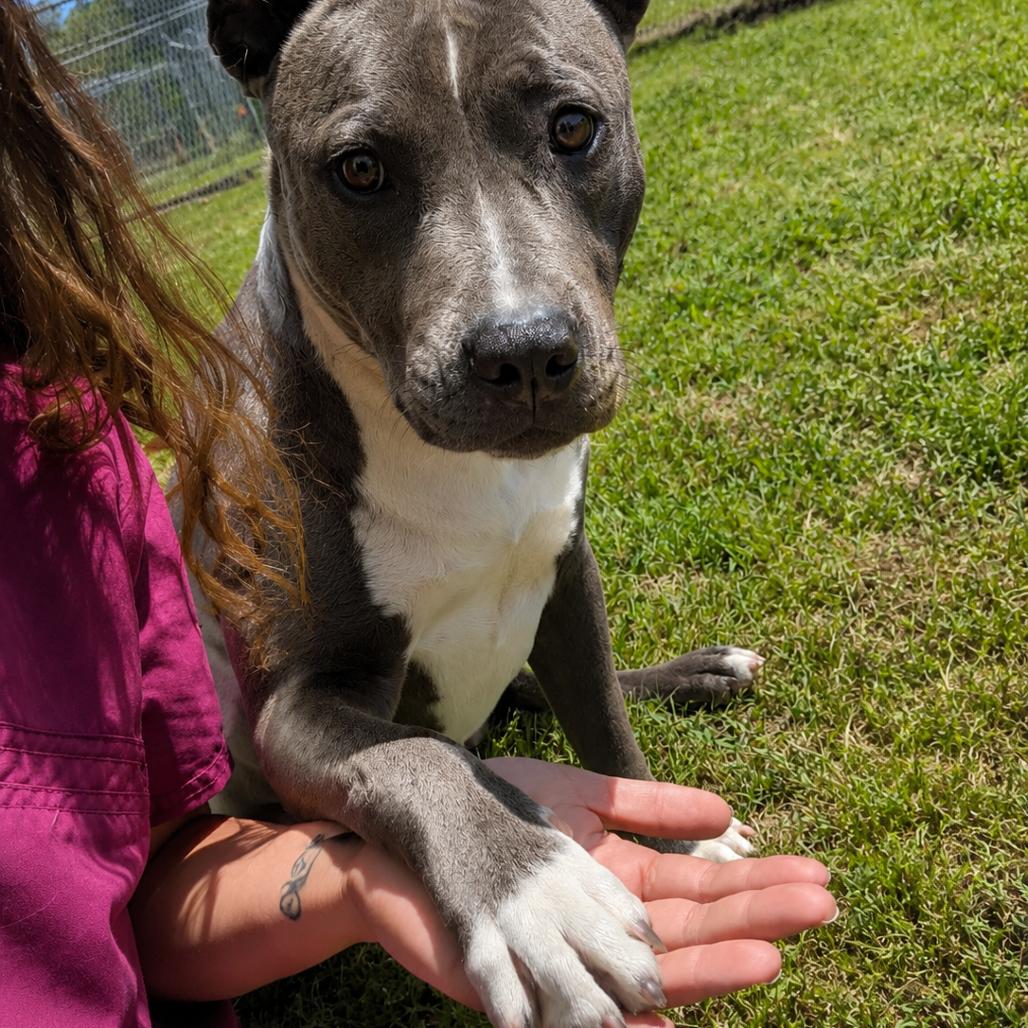 Piper, a Adoptable Pit Bull Terrier in Tylertown, MS image 3/5