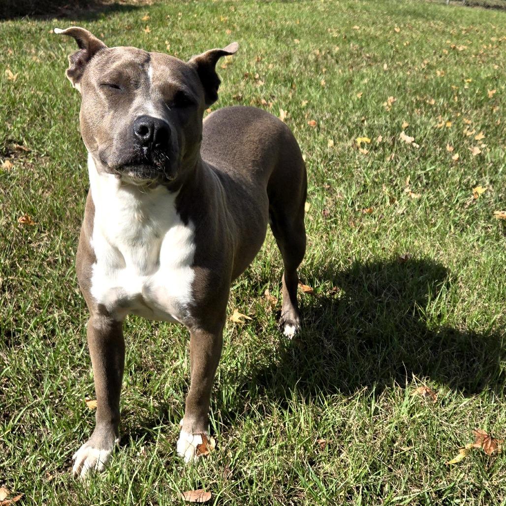 Piper, a Adoptable Pit Bull Terrier in Tylertown, MS image 3/3