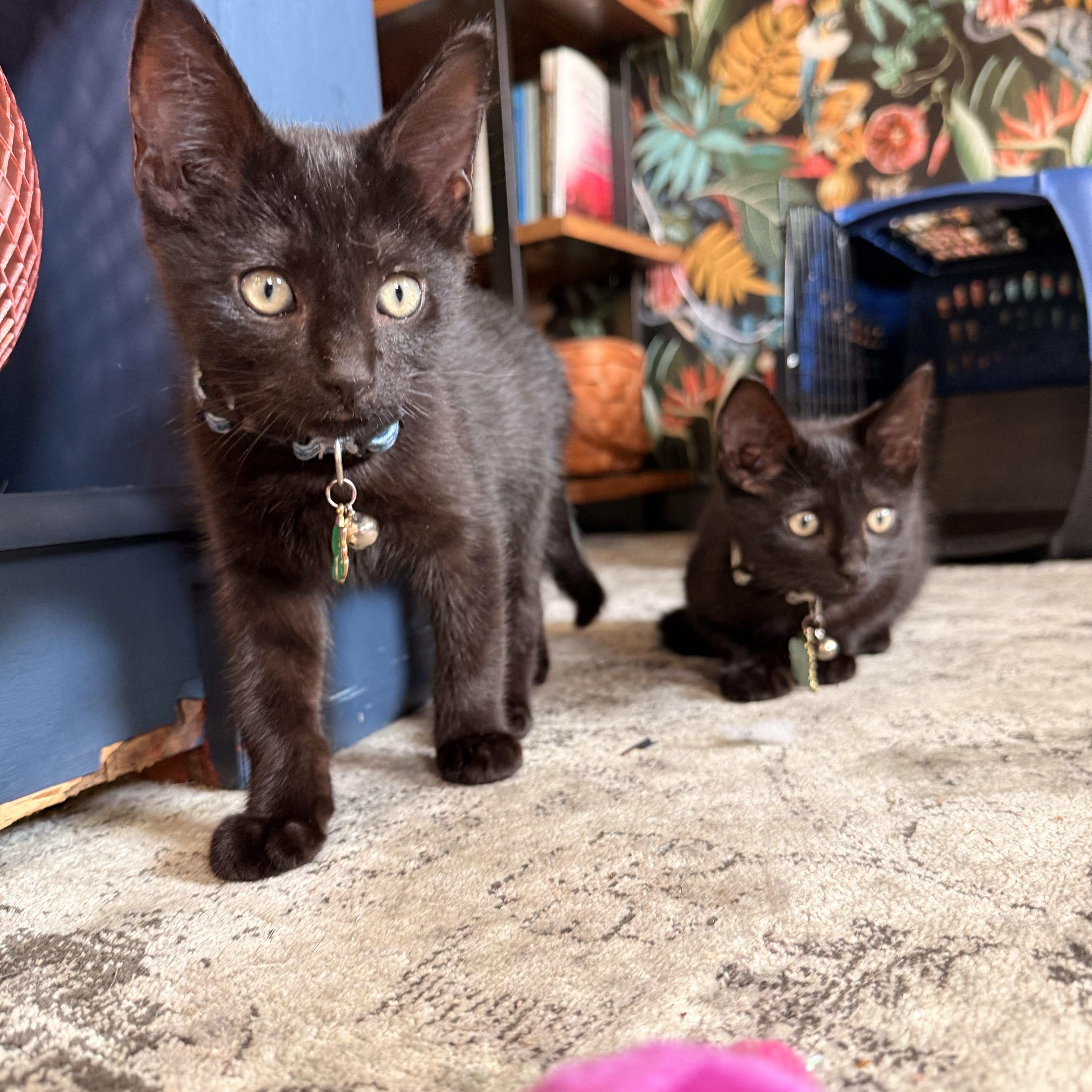 Enlarge McDreamy, a ADOPTABLE Domestic Short Hair in Petersburg, VA image 4/6
