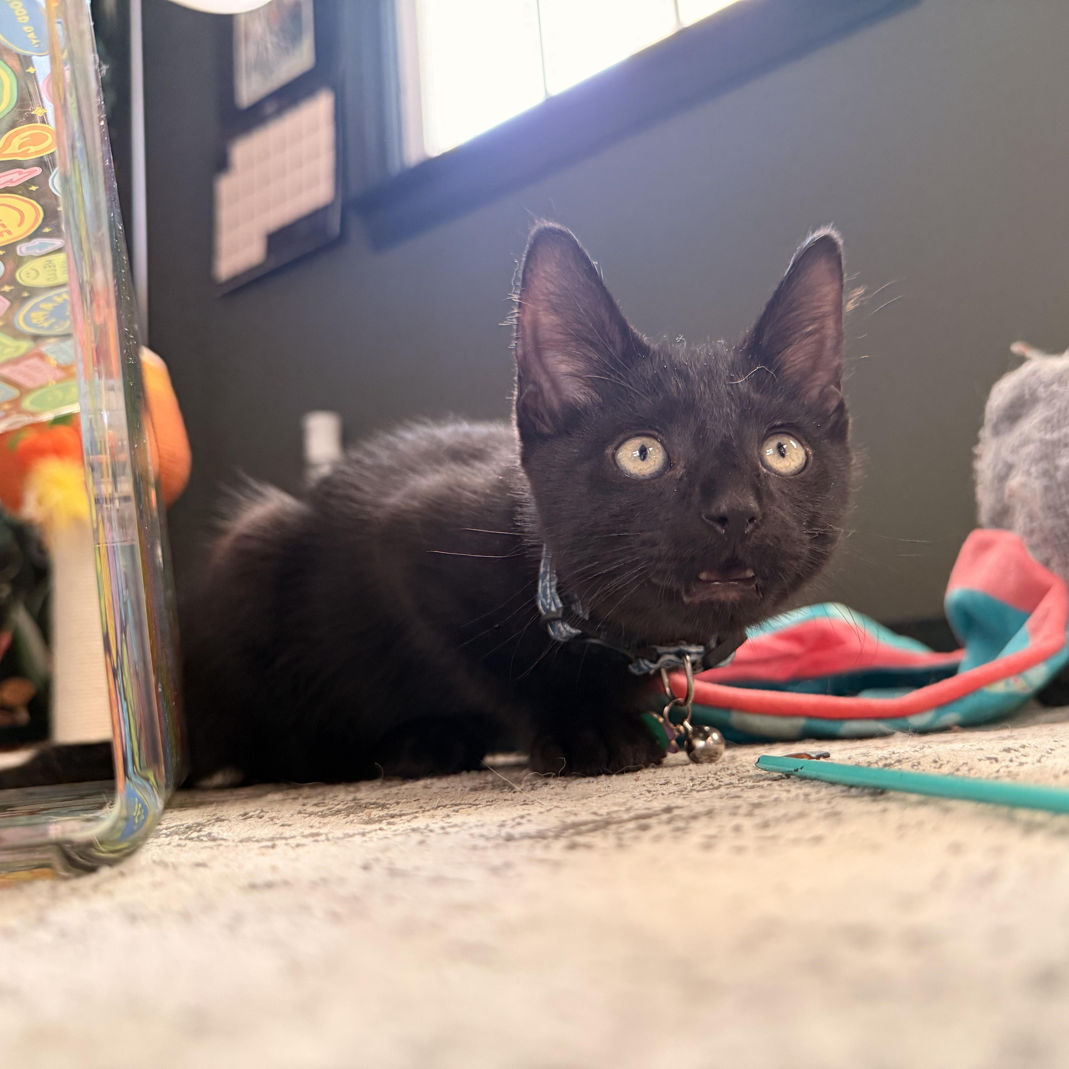 Enlarge McDreamy, a ADOPTABLE Domestic Short Hair in Petersburg, VA image 5/6