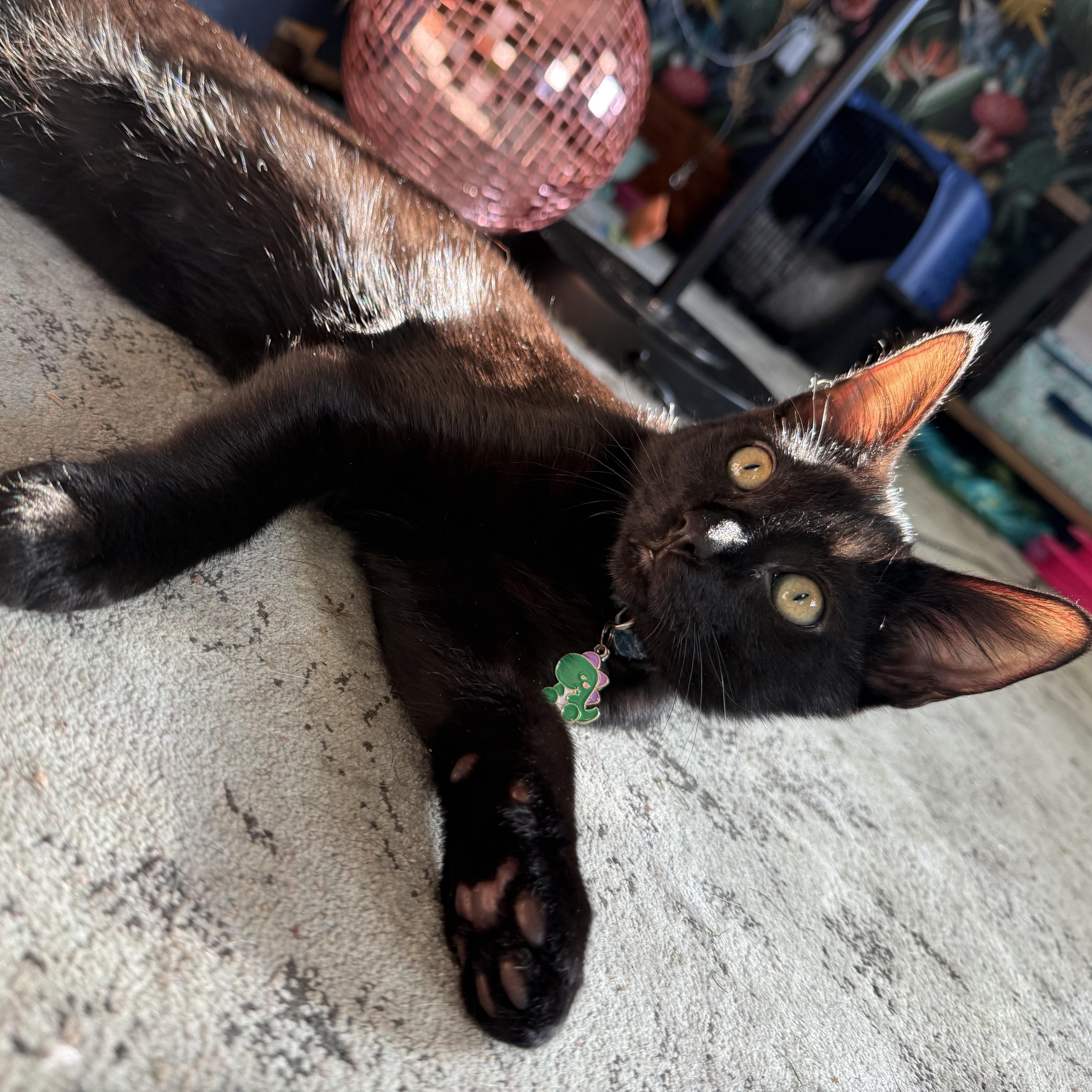 McDreamy, Adoptable, Kitten Male Domestic Short Hair.