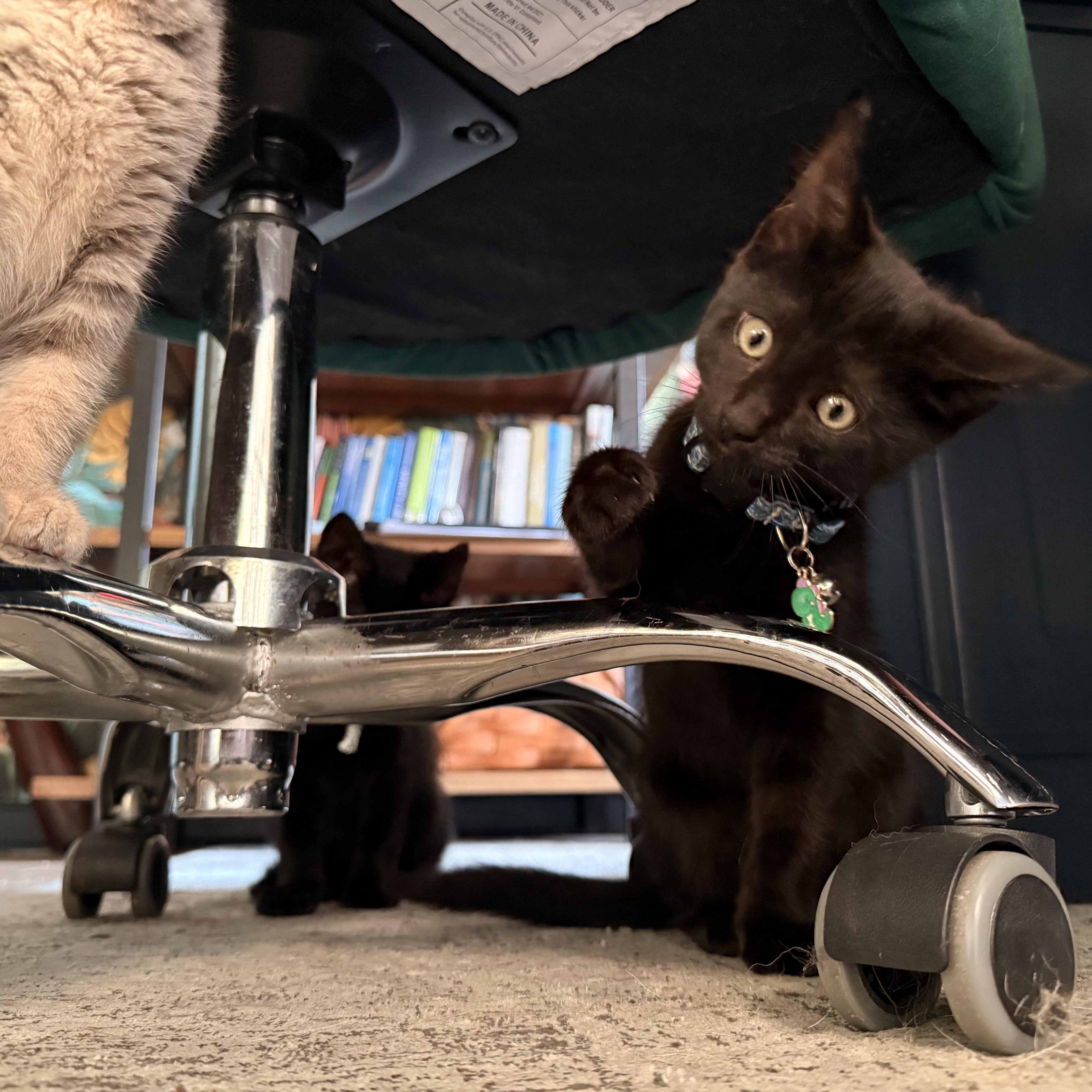 Enlarge McDreamy, a ADOPTABLE Domestic Short Hair in Petersburg, VA image 6/6