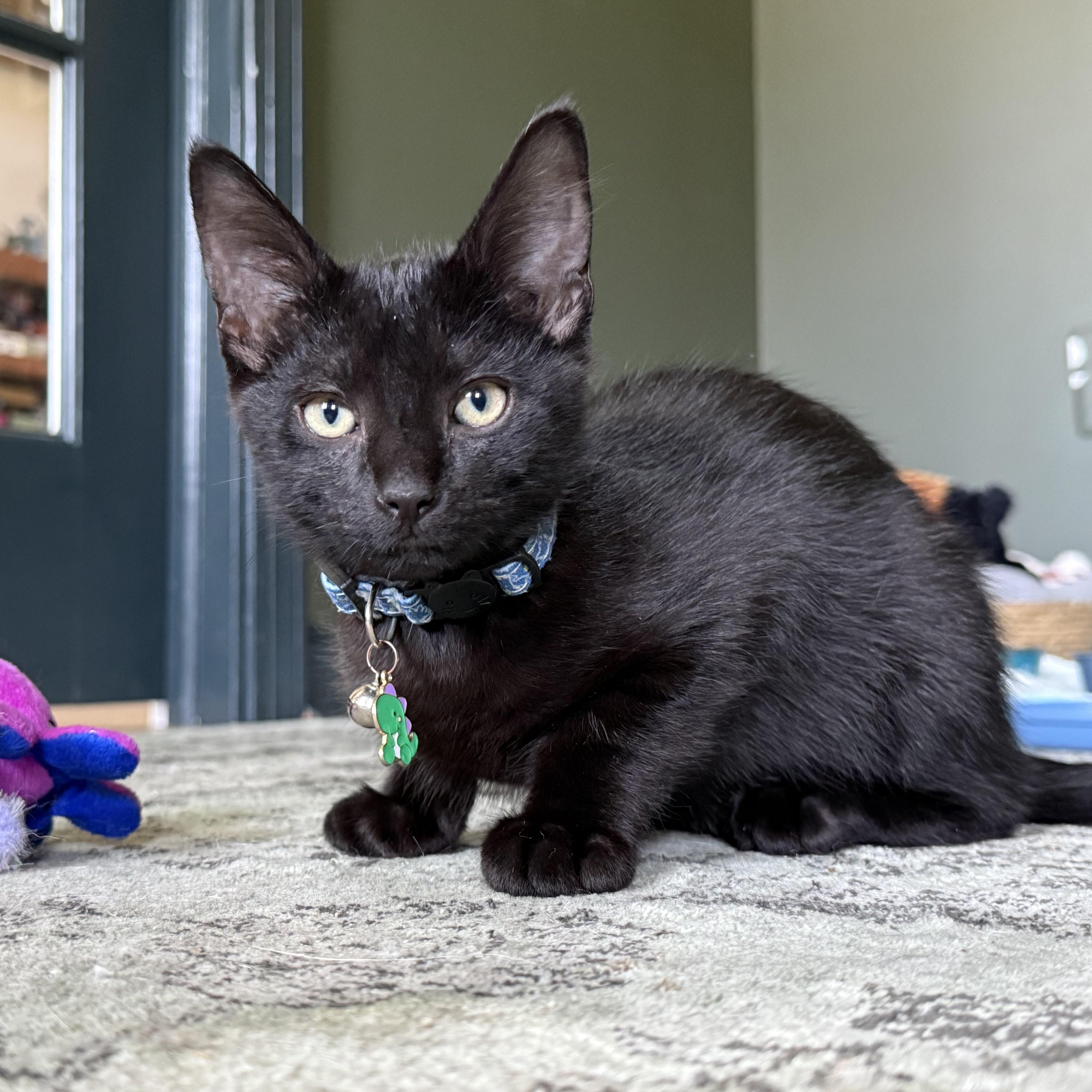 Enlarge McDreamy, a ADOPTABLE Domestic Short Hair in Petersburg, VA image 2/6