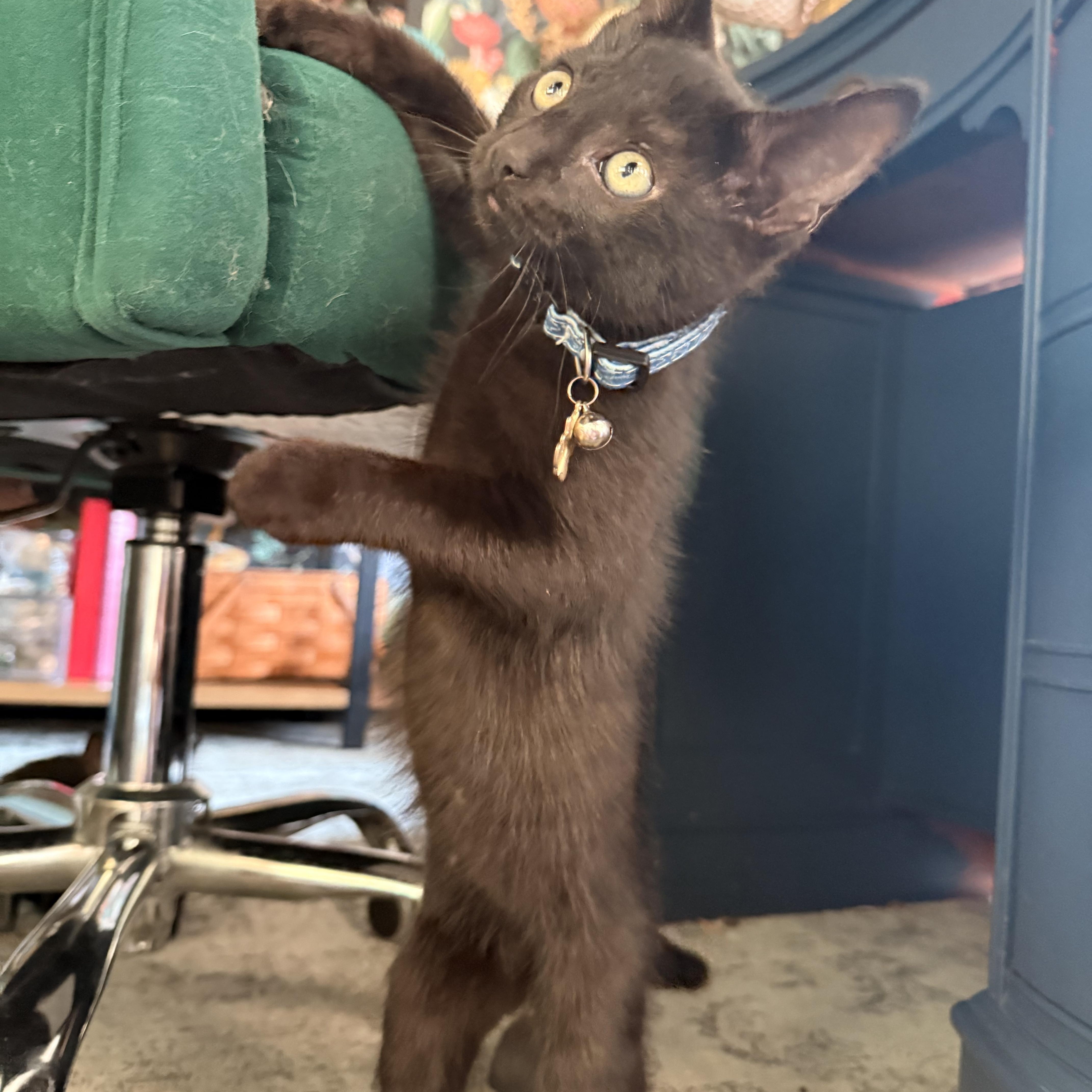 Enlarge McDreamy, a ADOPTABLE Domestic Short Hair in Petersburg, VA image 3/6