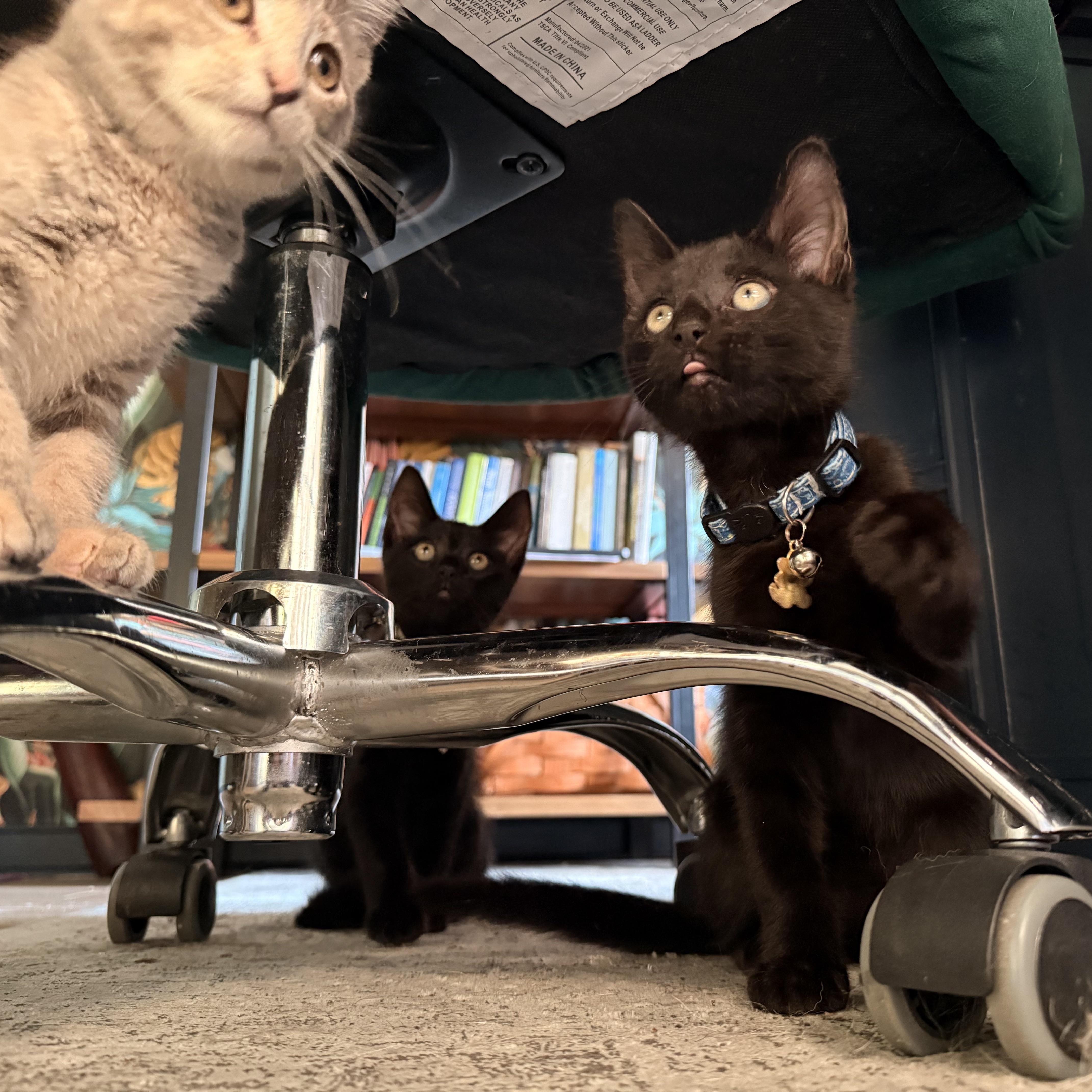 McDreamy, ADOPTABLE, Kitten Male Domestic Short Hair.